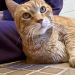 Meet Our Featured Jazz90.1 #JazzPets from GRASP!