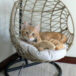 Meet Our Featured Jazz90.1 #JazzPets from GRASP!